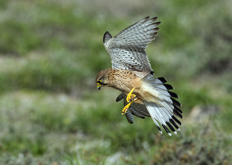 Gheppio delle Canarie orientali  Falco tinnunculus dacotiae